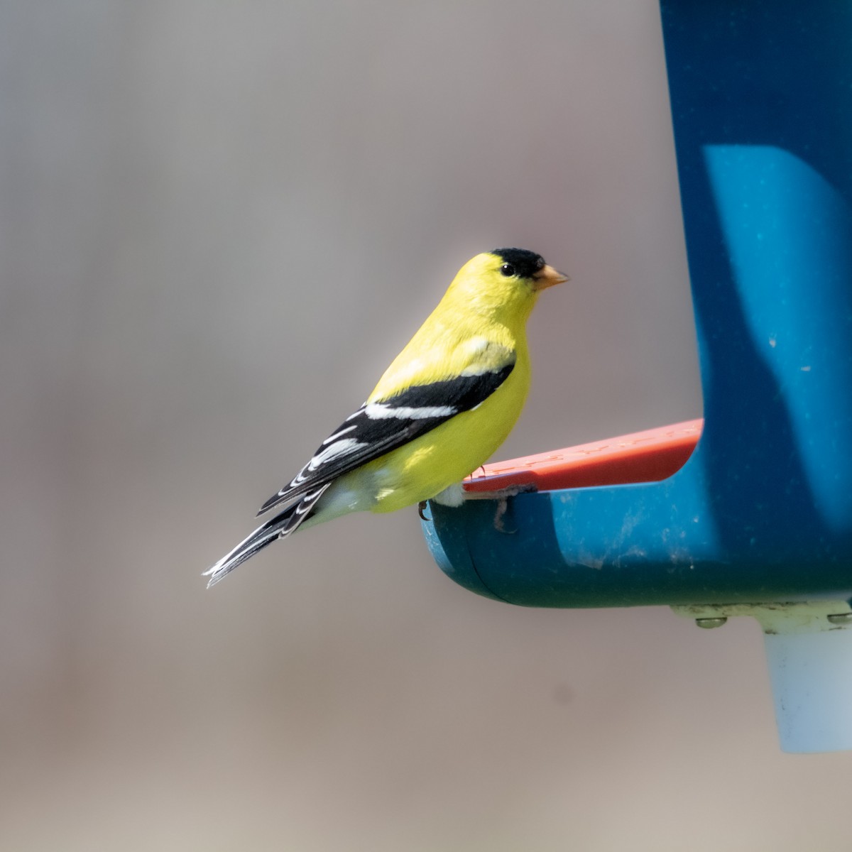 American Goldfinch - ML635476455