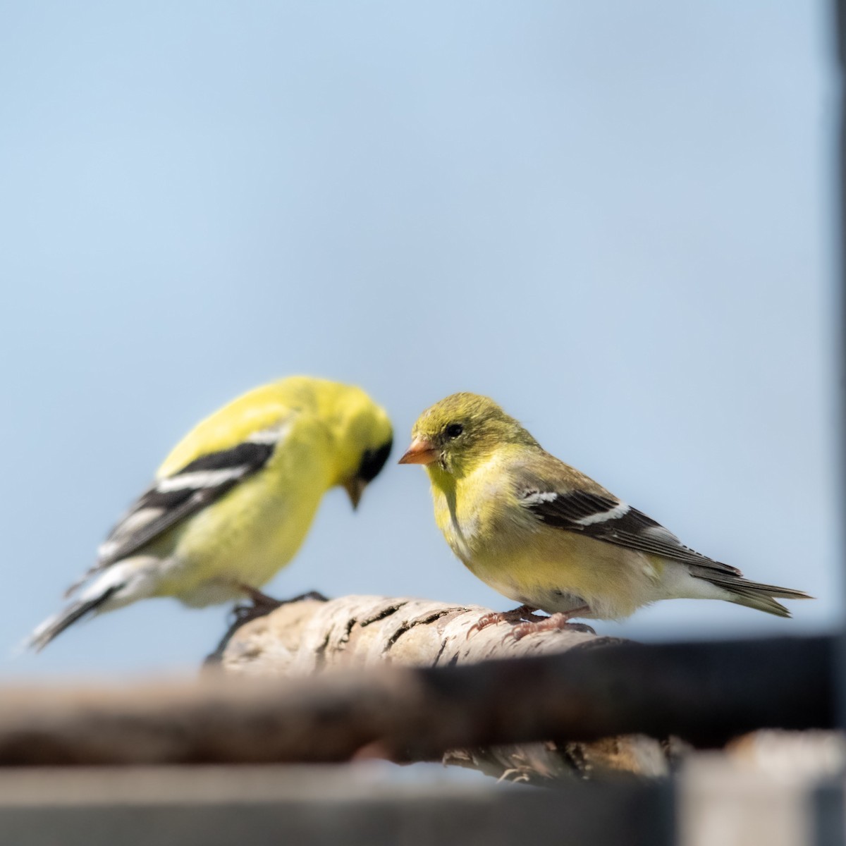 American Goldfinch - ML635476467
