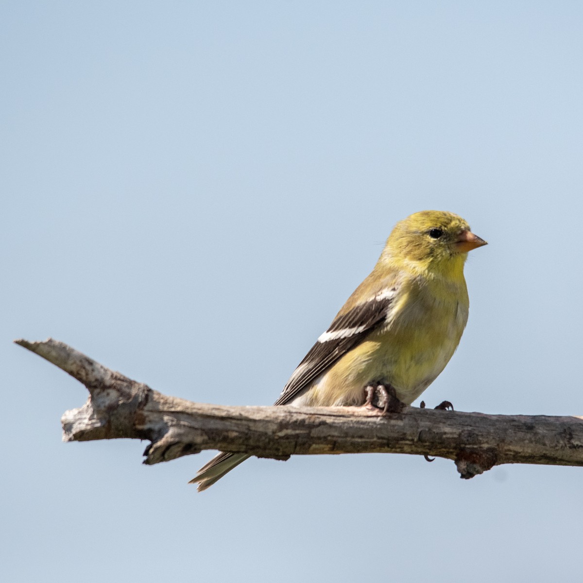 American Goldfinch - ML635476470