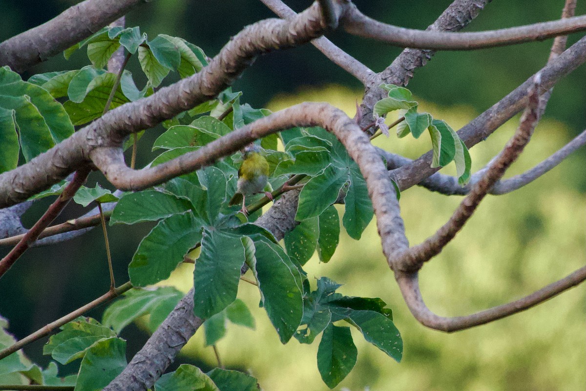 Rufous-browed Peppershrike - ML635476486