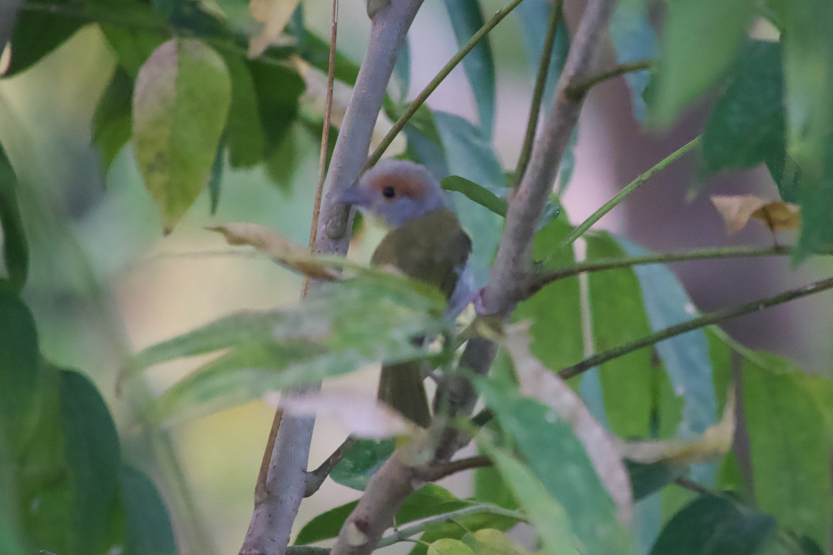 Rufous-browed Peppershrike - ML635476487