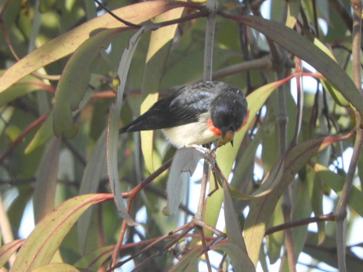 Mistletoebird - ML635476562