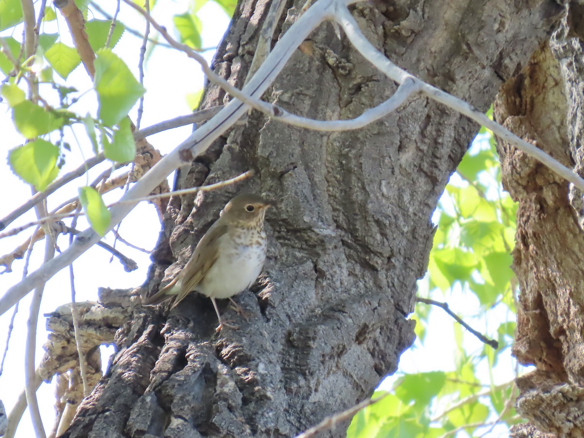 Swainson's Thrush - ML635476588