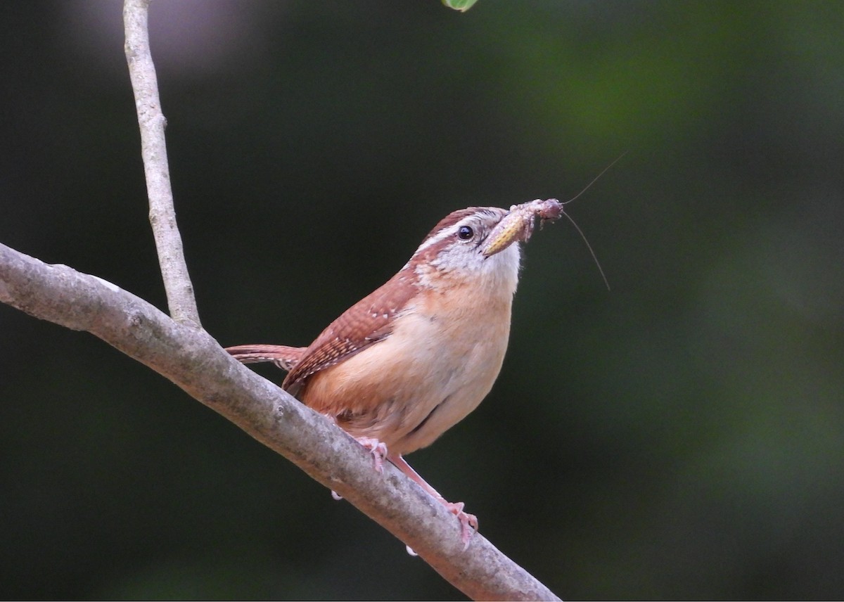 Carolina Wren - ML635476630