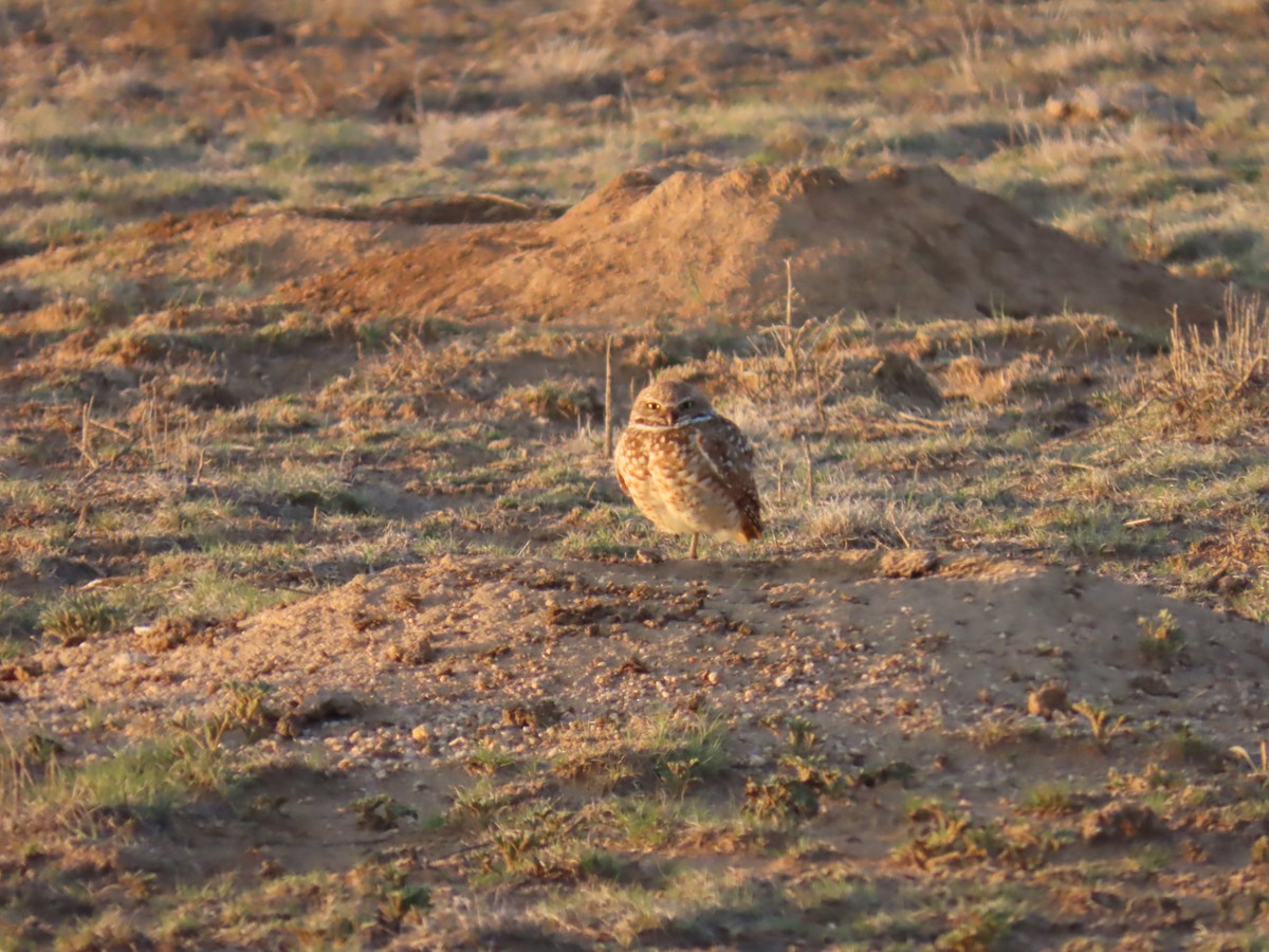 Burrowing Owl - ML635476688