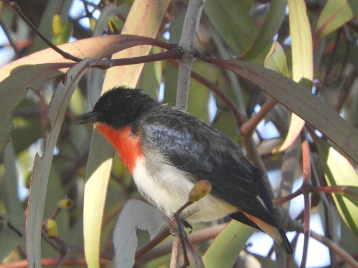 Mistletoebird - ML635476793