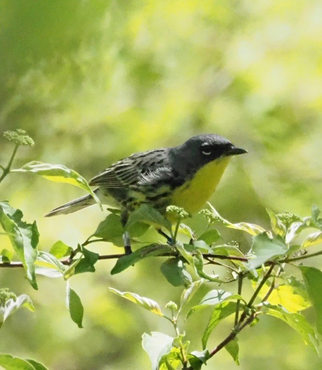 Kirtland's Warbler - ML635476810
