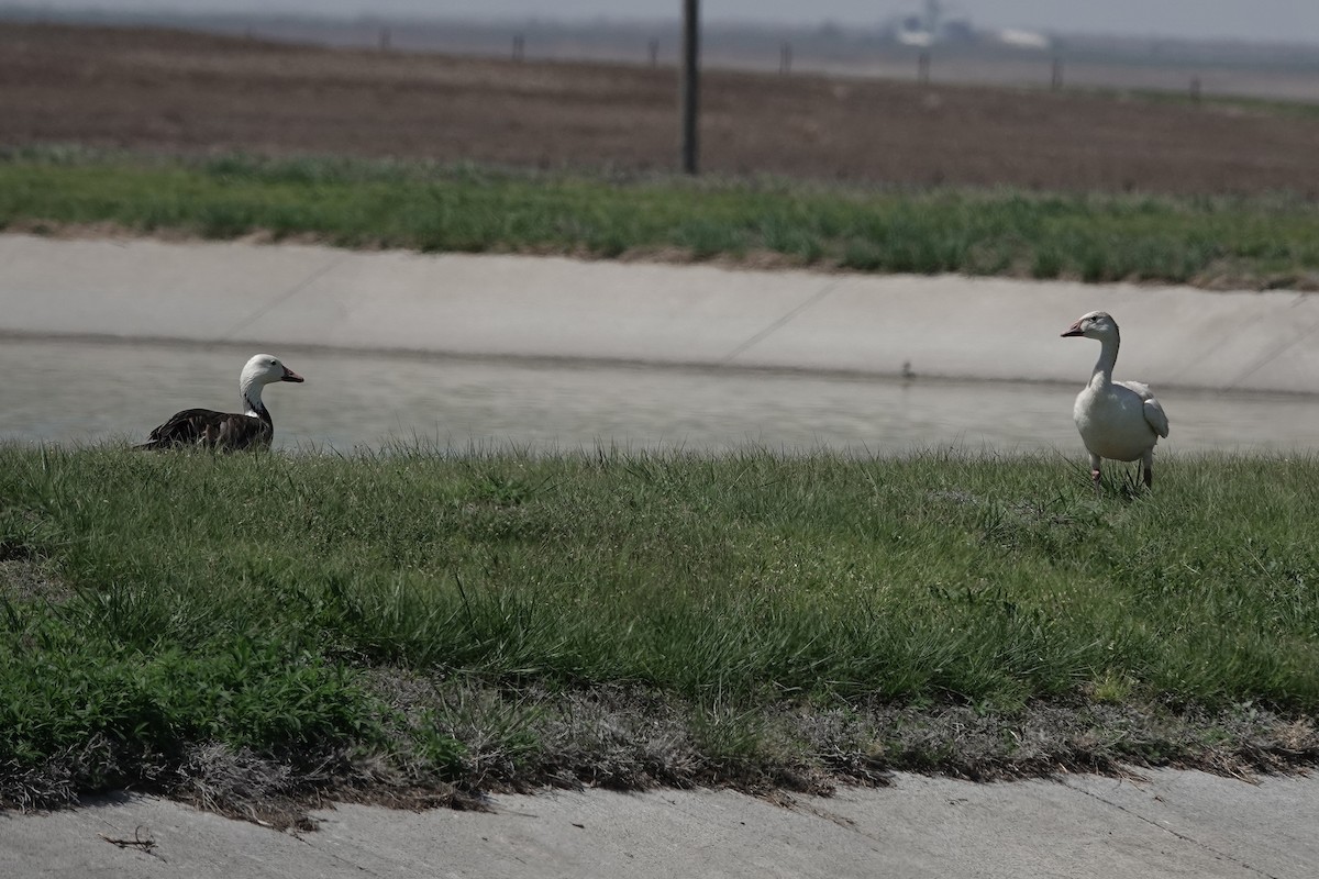 Цасны галуу - ML635476861