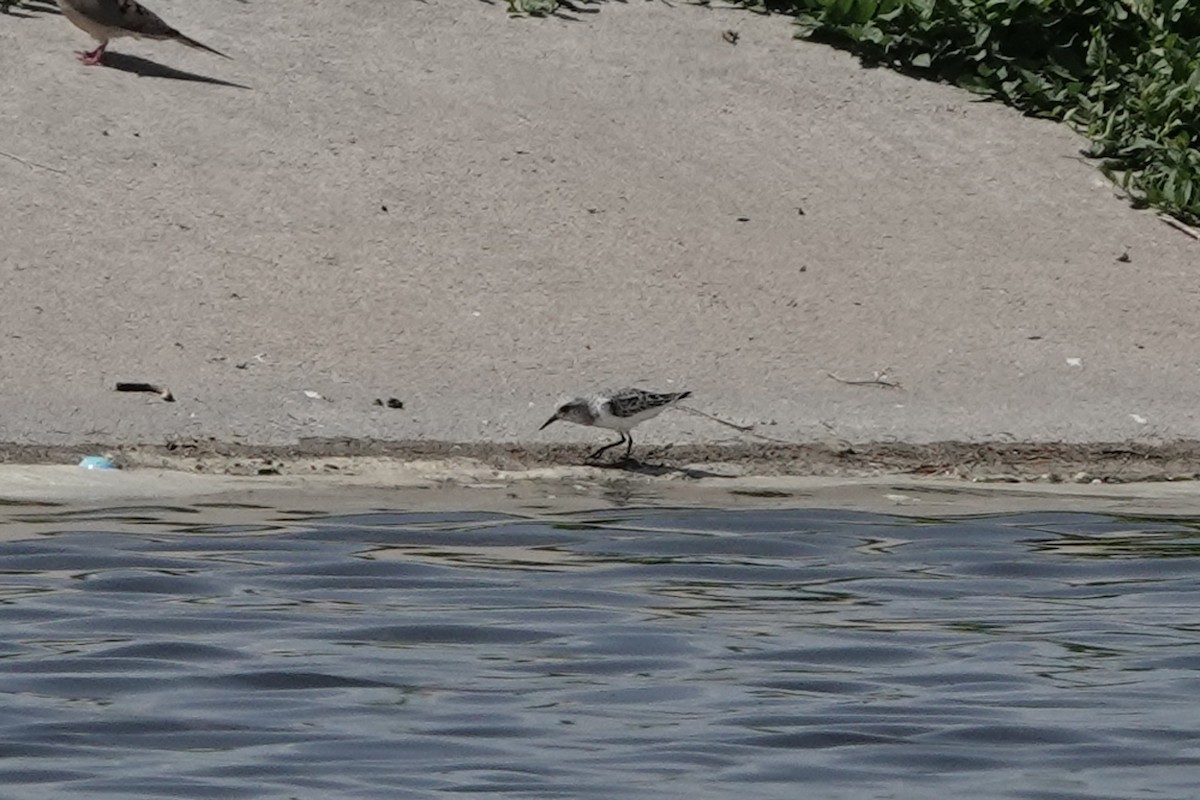 Гурвалж элсэг - ML635476875