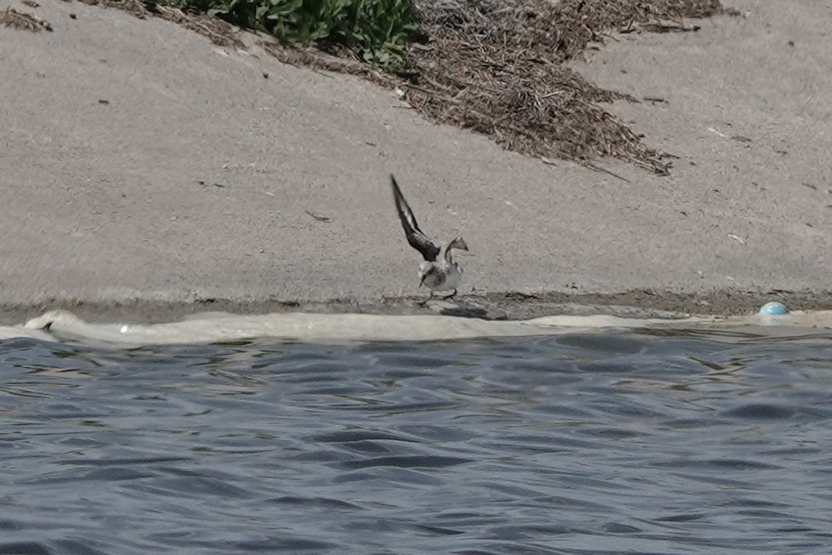 Гурвалж элсэг - ML635476896