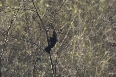 Yellow-winged Blackbird - ML635476968