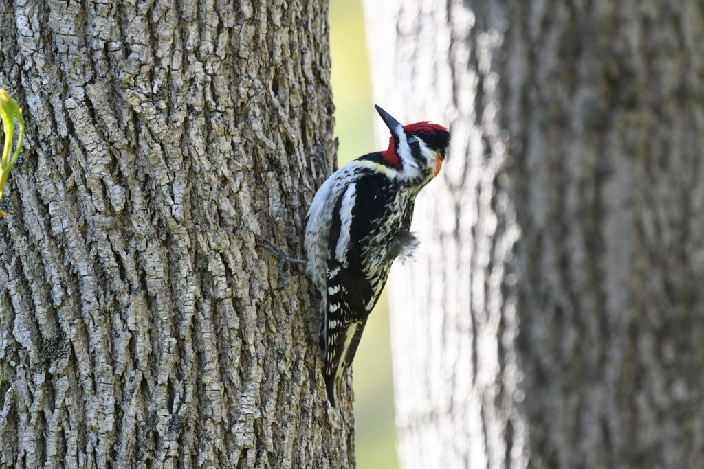 Yellow-bellied Sapsucker - ML635476984