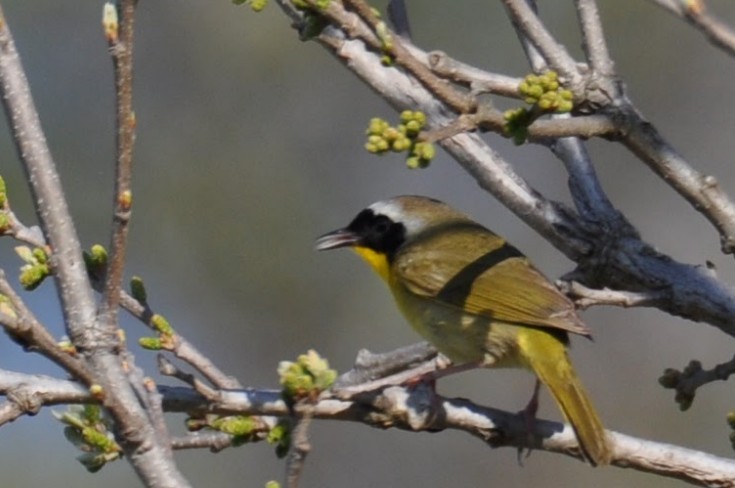 Common Yellowthroat - ML635476986