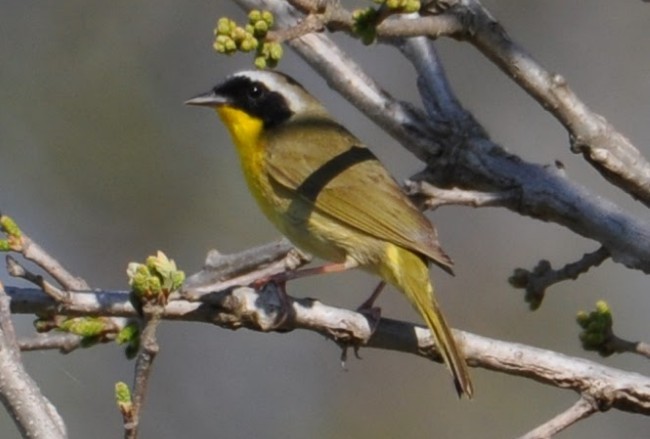 Common Yellowthroat - ML635476987