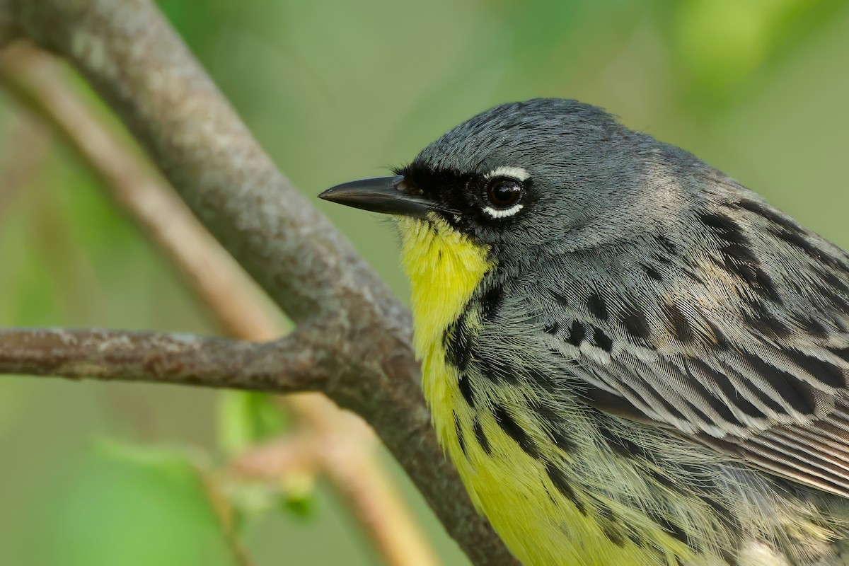 Kirtland's Warbler - ML635477113