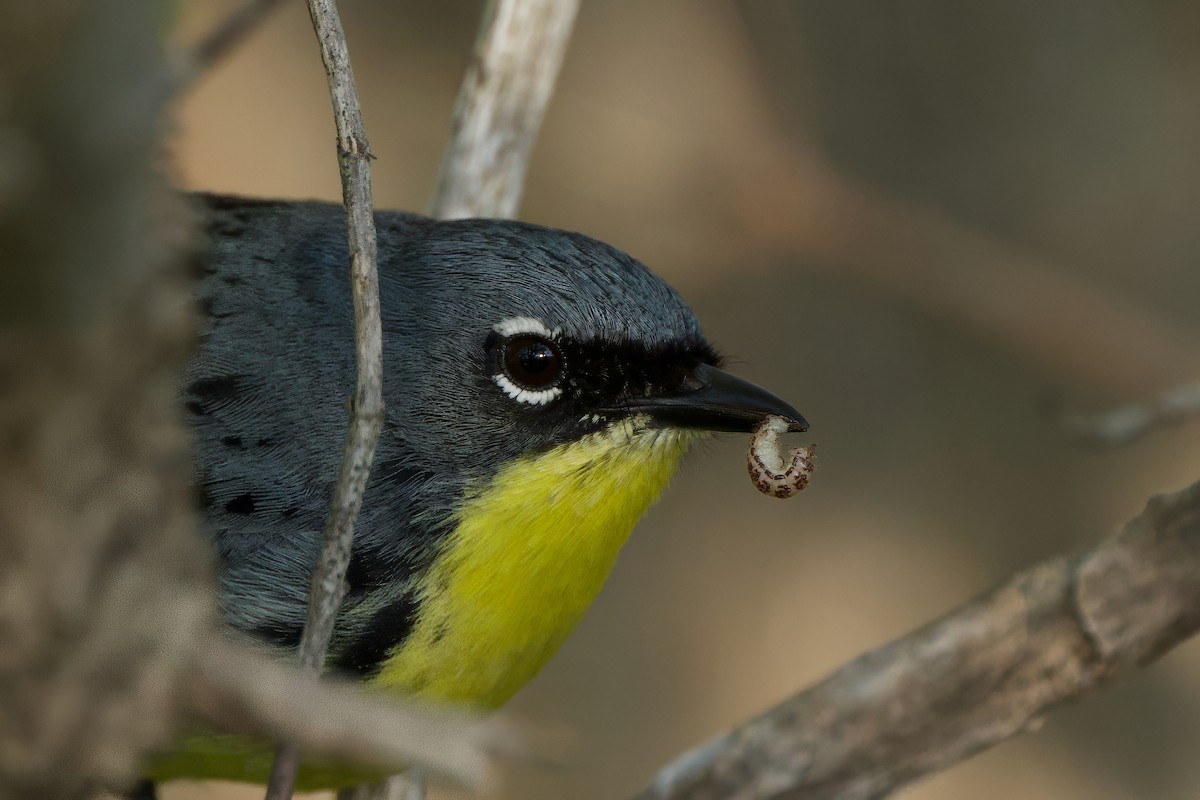Kirtland's Warbler - ML635477114