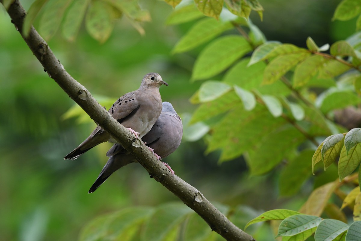 Ecuadorian Ground Dove - ML635477120