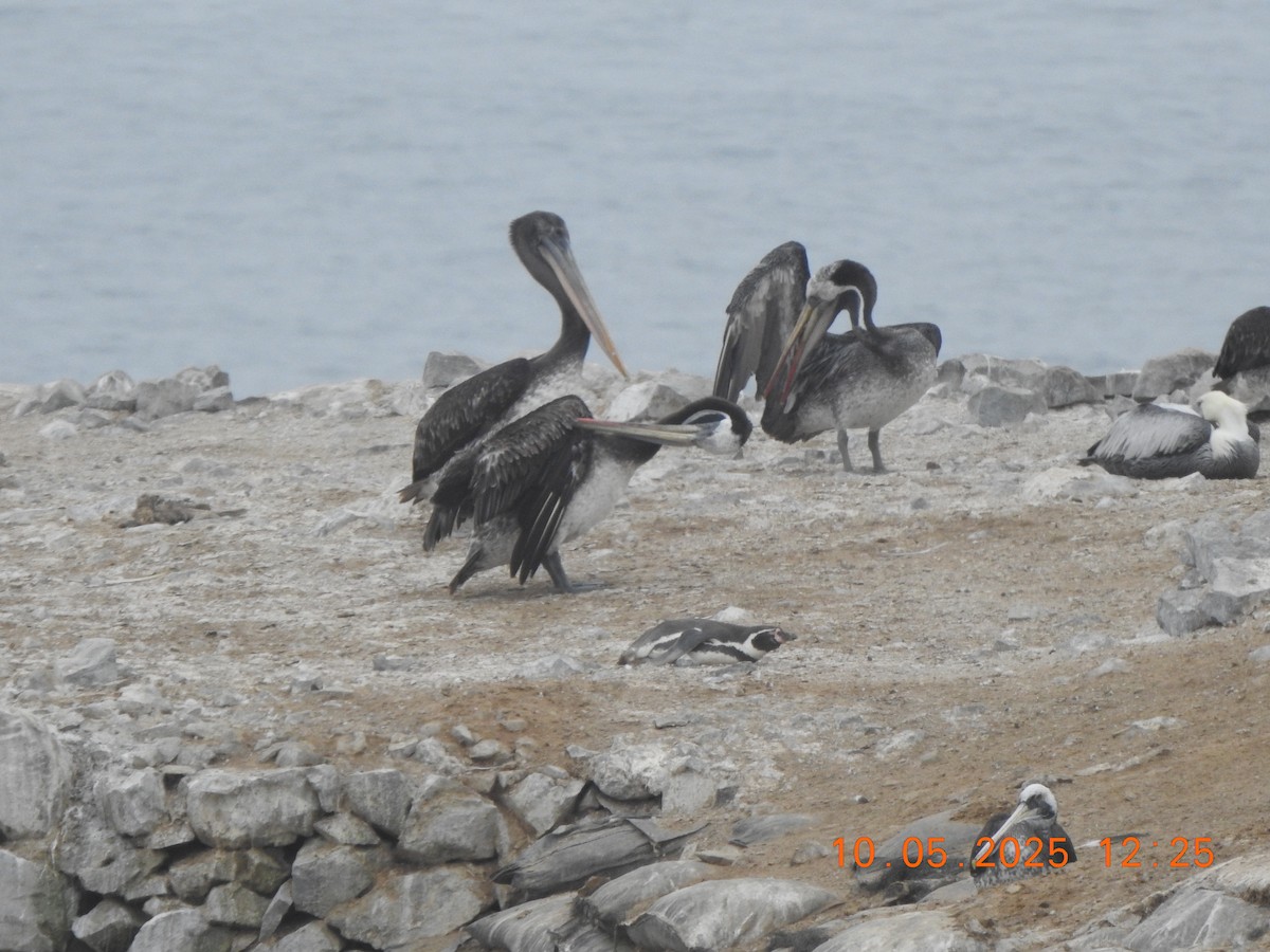 Humboldt Penguin - ML635477148