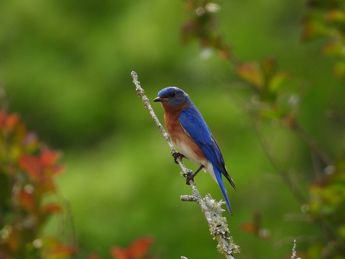 Eastern Bluebird - ML635477154