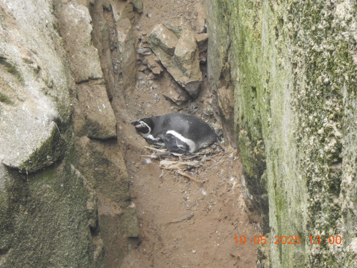 Humboldt Penguin - ML635477175
