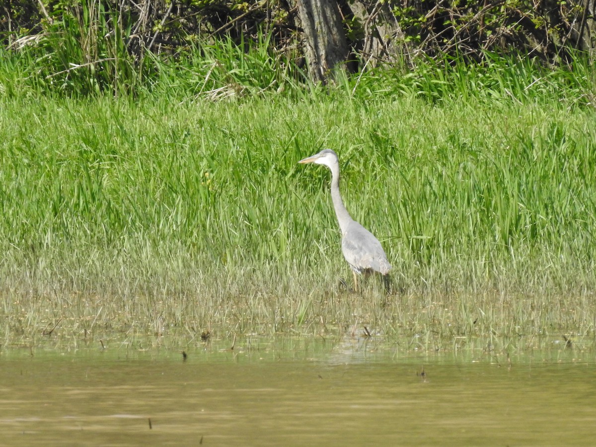 Great Blue Heron - ML635477176
