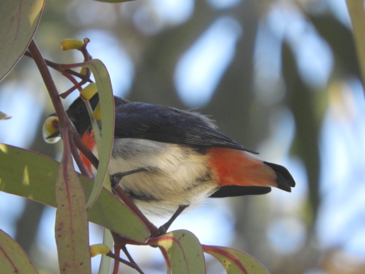 Mistletoebird - ML635477192