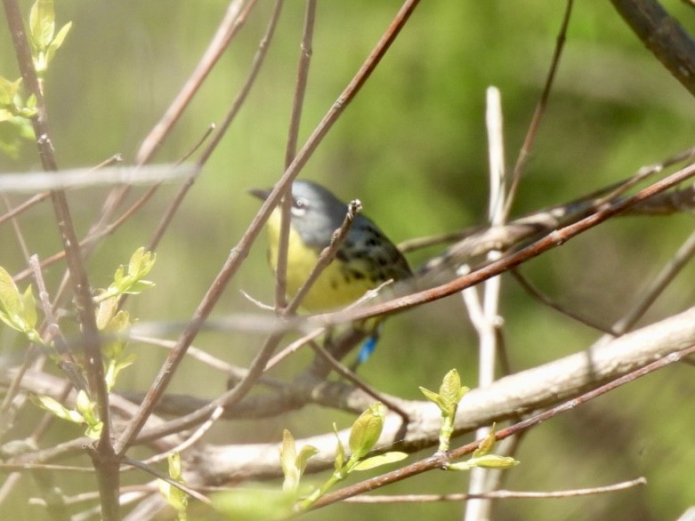 Kirtland's Warbler - ML635477235
