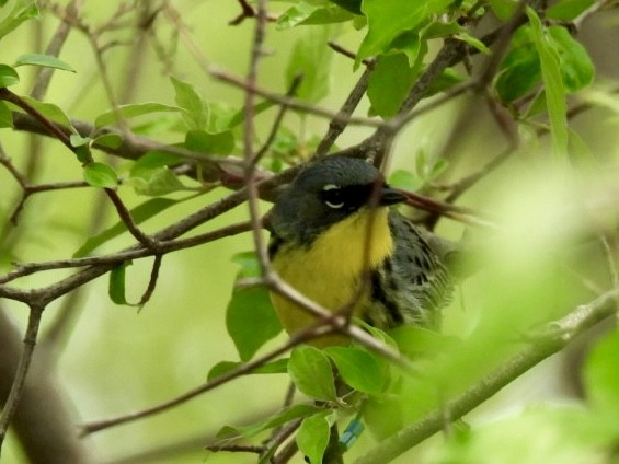 Kirtland's Warbler - ML635477236