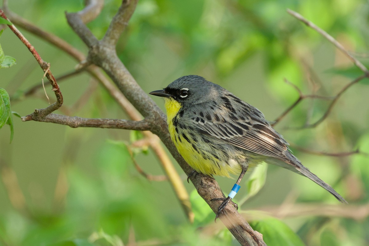 Kirtland's Warbler - ML635477240