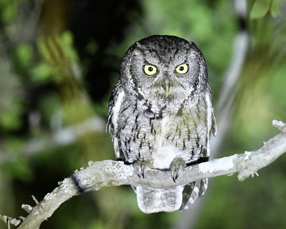 Eastern Screech-Owl - ML635477246