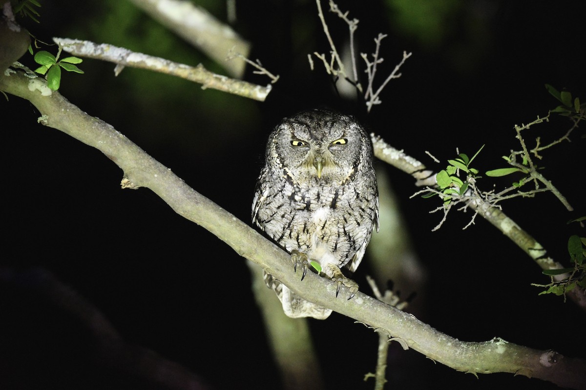 Eastern Screech-Owl - ML635477285