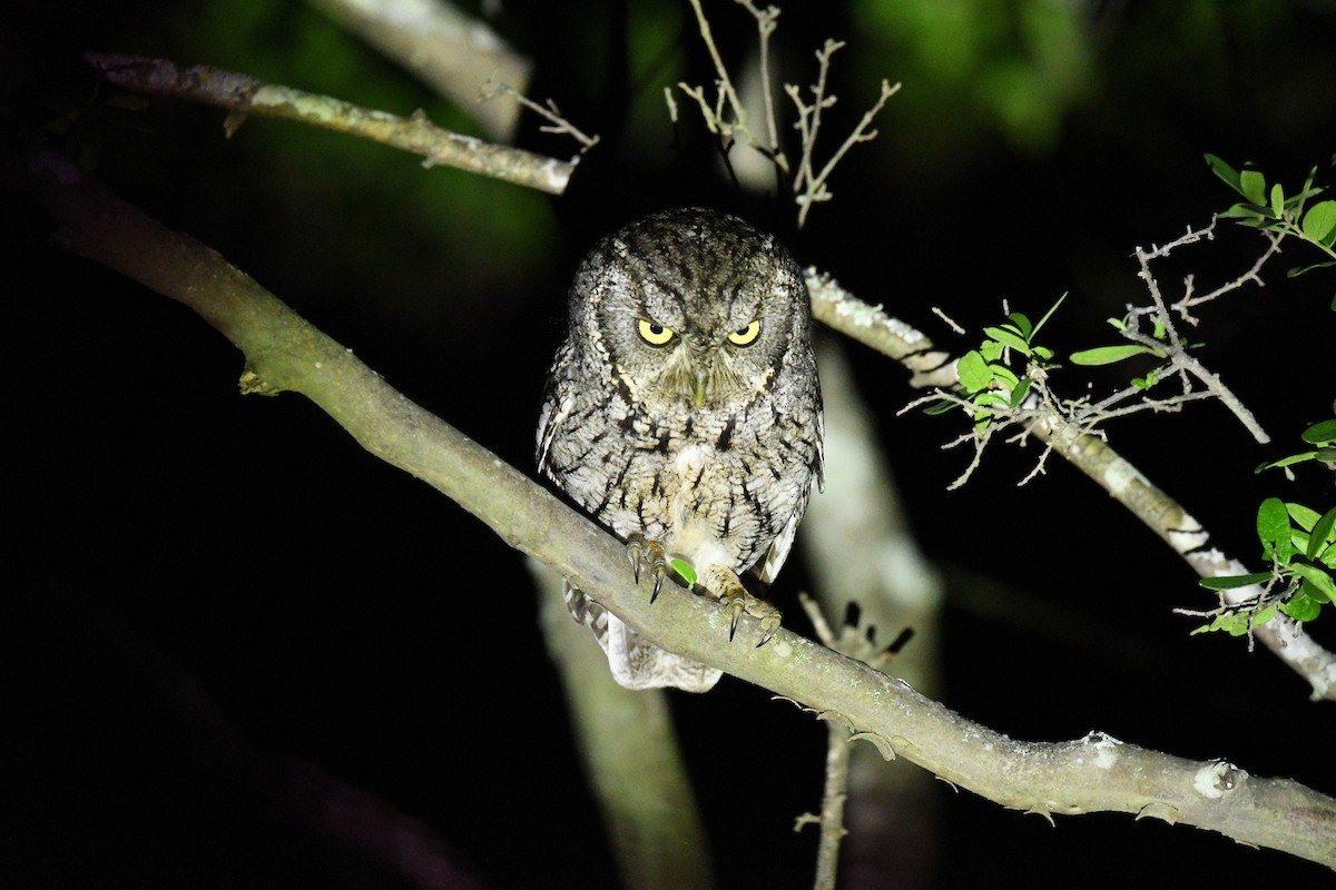 Eastern Screech-Owl - ML635477305