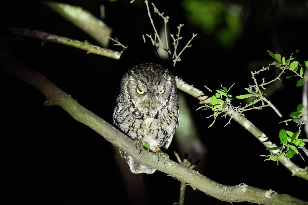 Eastern Screech-Owl - ML635477317