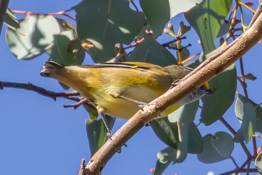 Striated Pardalote (Yellow-tipped) - ML635477350