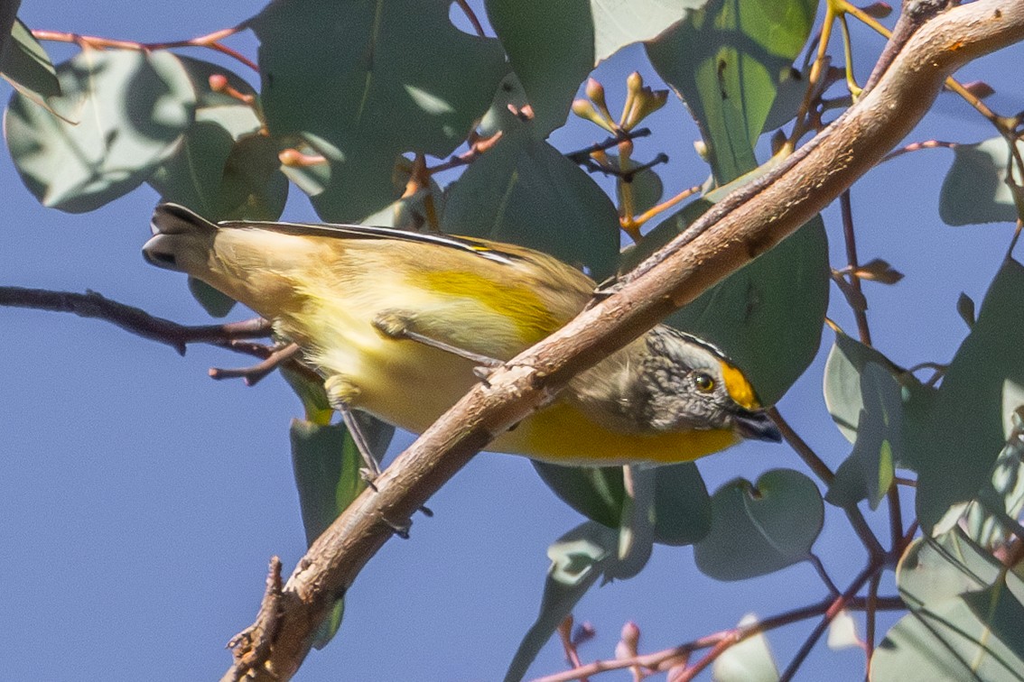 Striated Pardalote (Yellow-tipped) - ML635477351