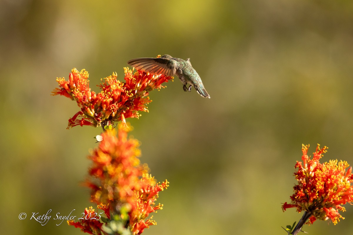 Costa's Hummingbird - ML635477394