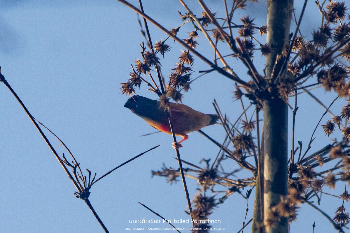 Pin-tailed Parrotfinch - ML635477545