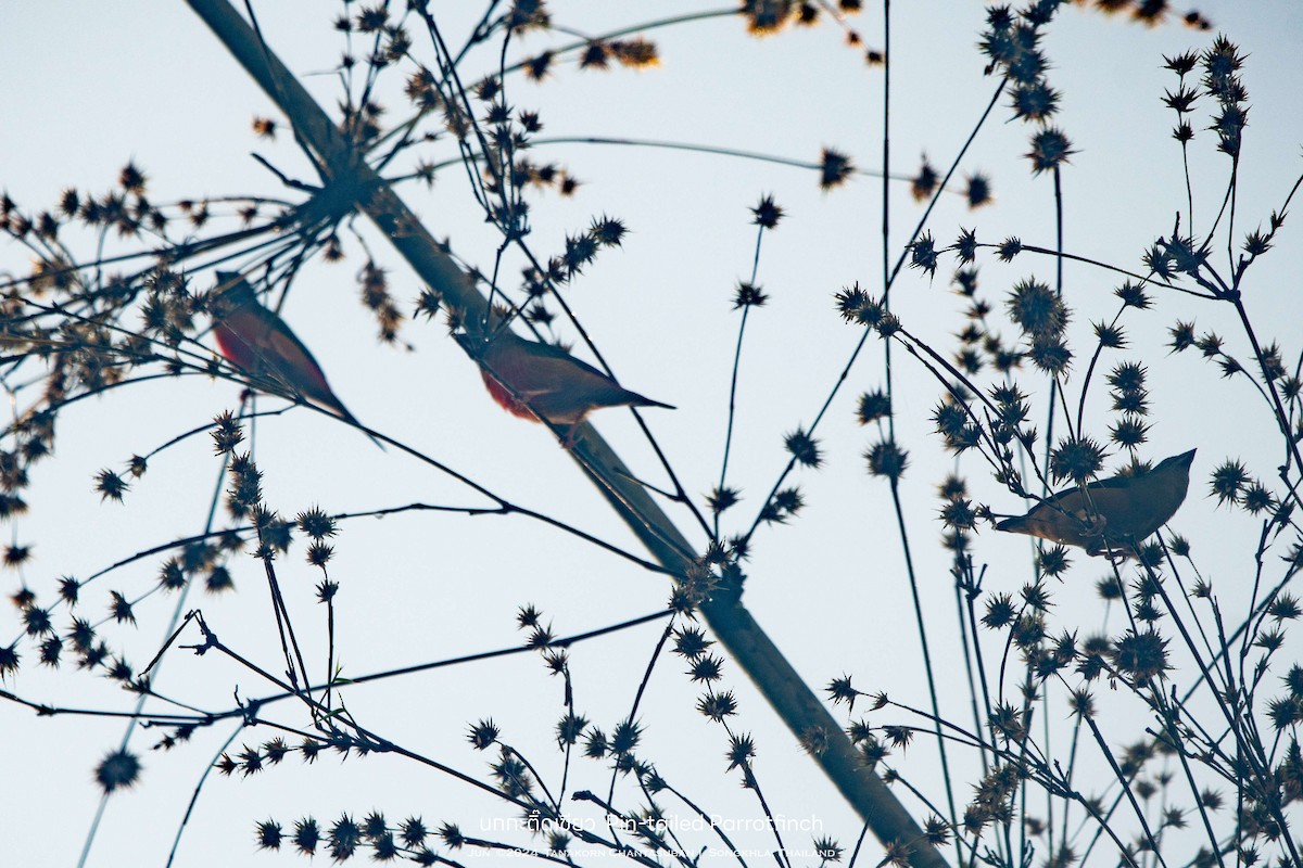 Pin-tailed Parrotfinch - ML635477546
