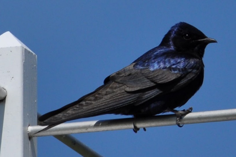 Elai purpura - ML635477709