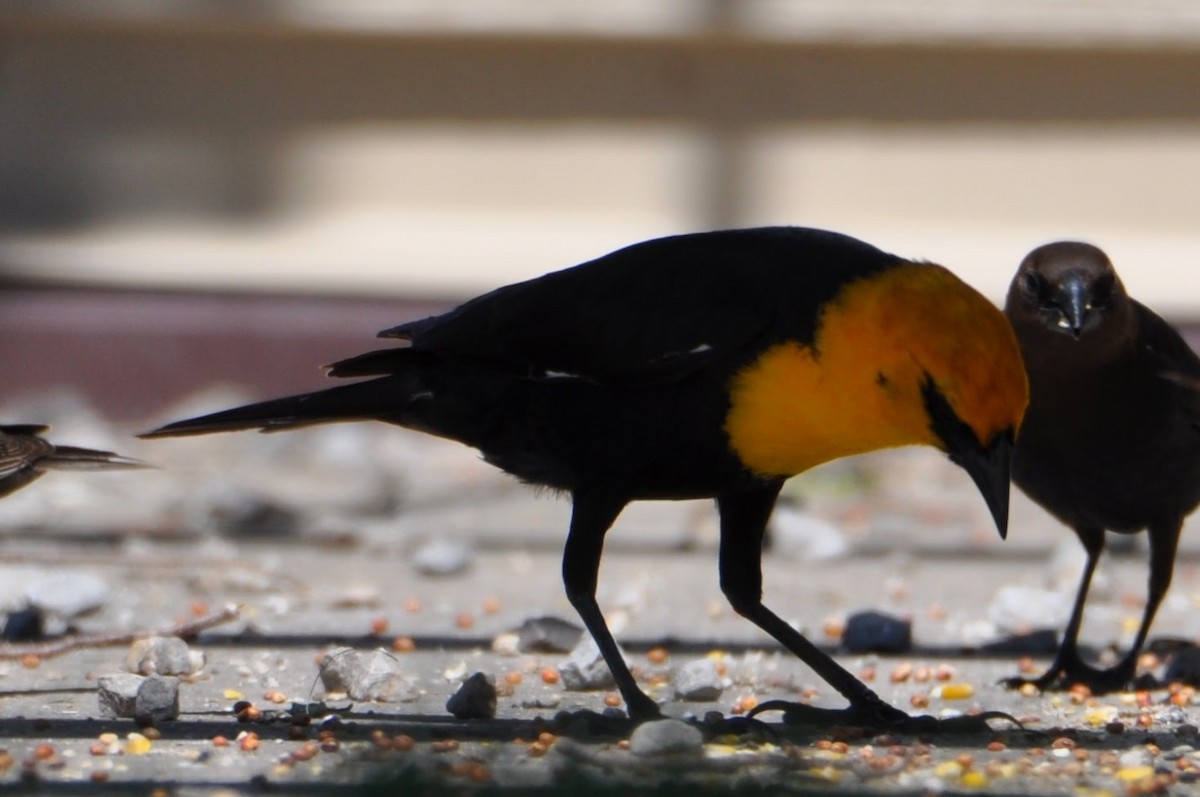 Yellow-headed Blackbird - ML635477747