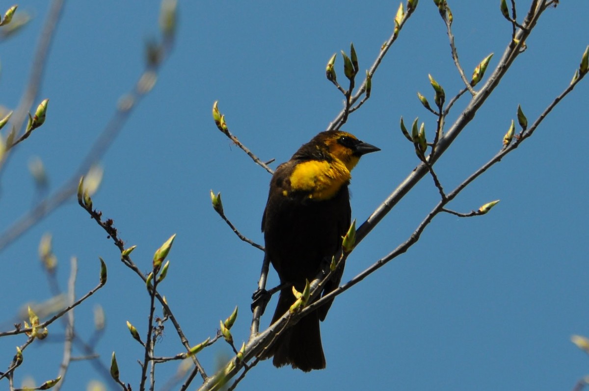 Yellow-headed Blackbird - ML635477748