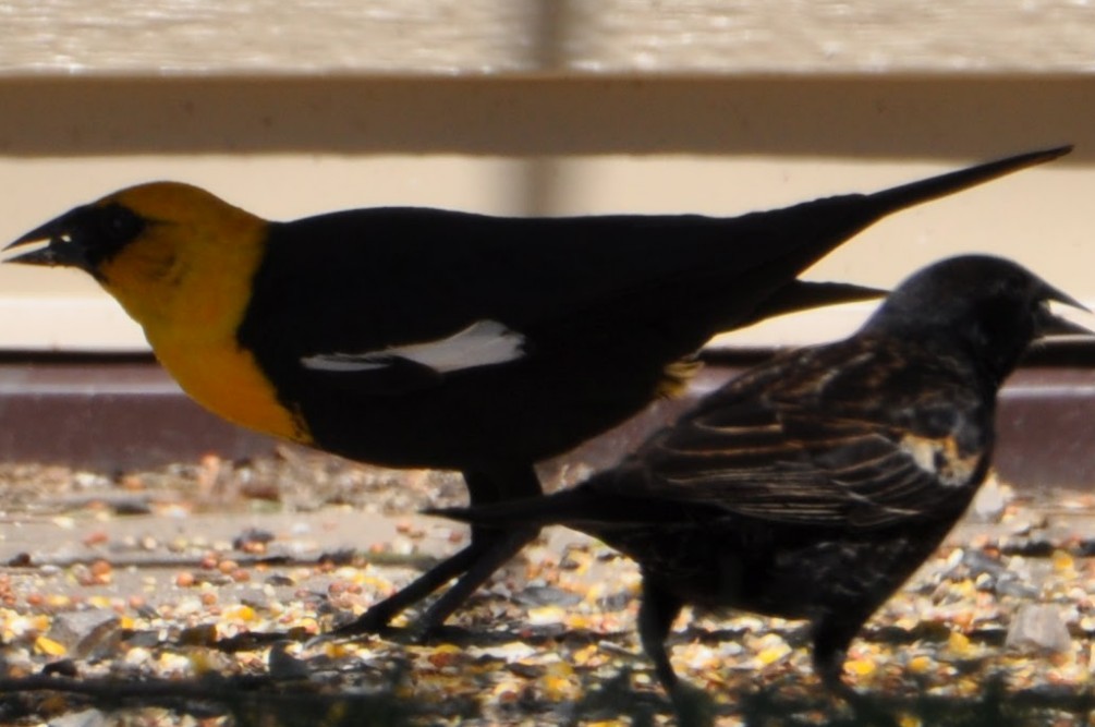 Yellow-headed Blackbird - ML635477749