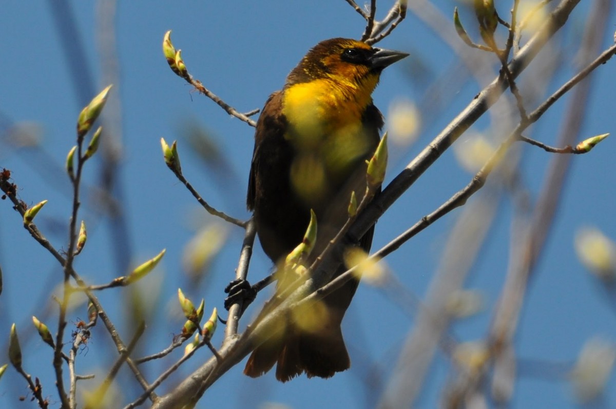 Yellow-headed Blackbird - ML635477750