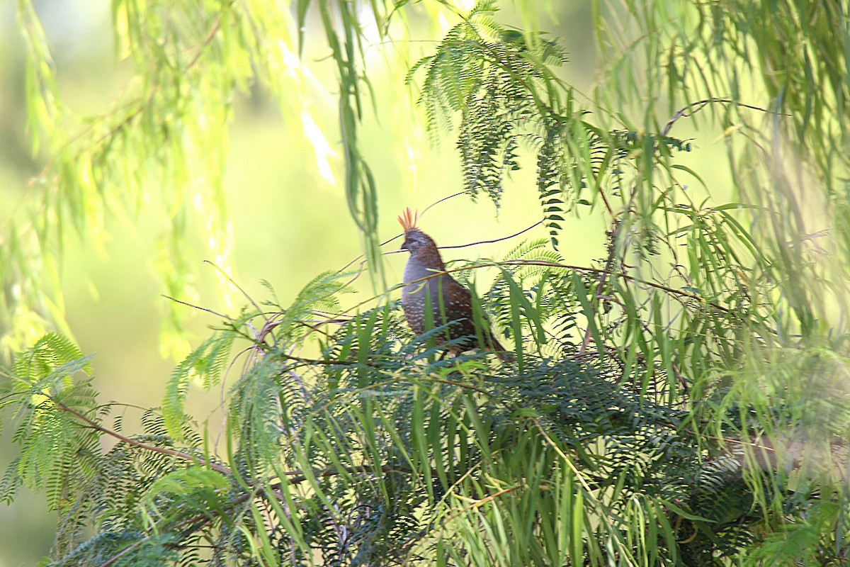 Elegant Quail - ML635477810