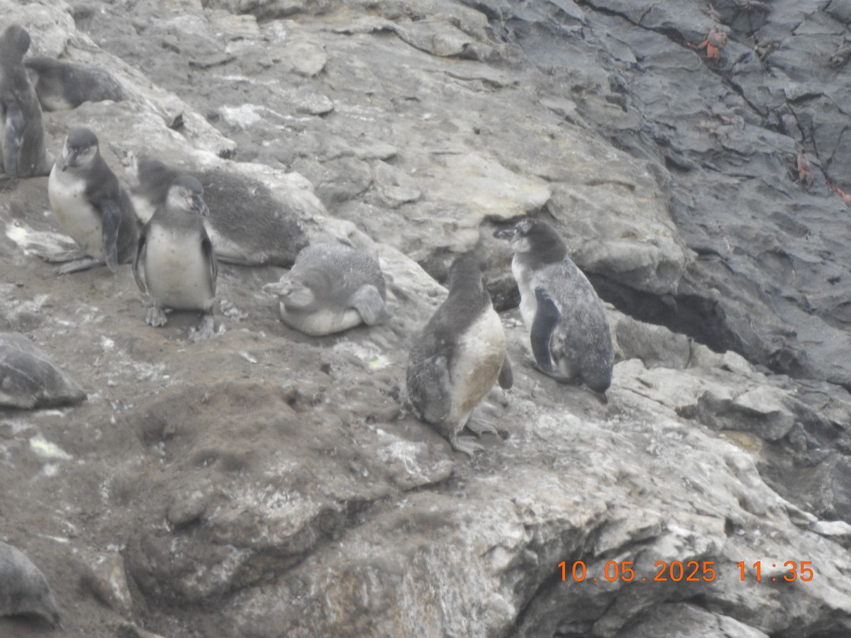 Humboldt Penguin - ML635477851