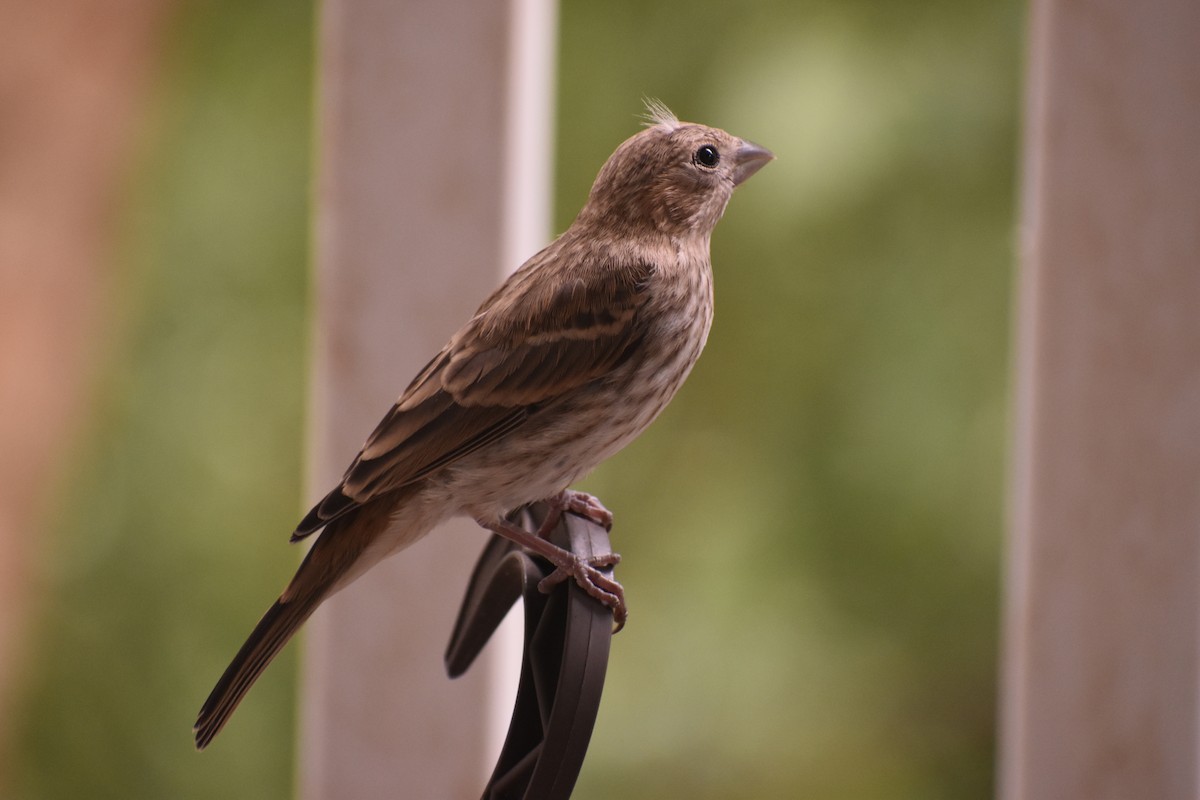 House Finch - ML635477862