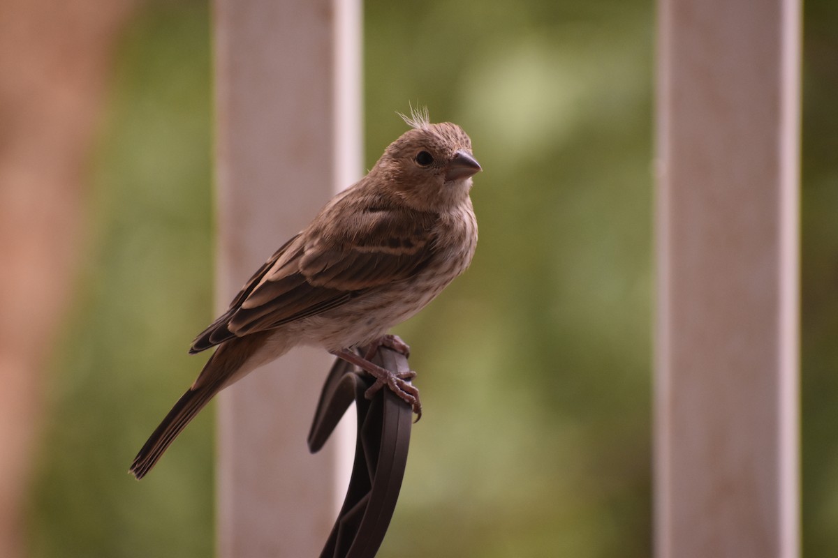 House Finch - ML635477878