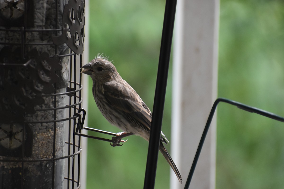 House Finch - ML635477899