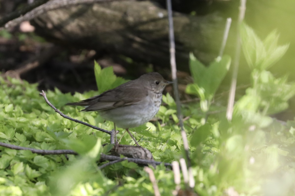 Gray-cheeked Thrush - ML635477976