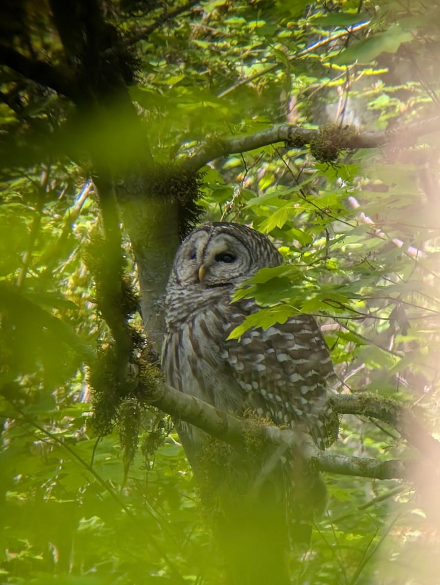 Barred Owl - ML635478109
